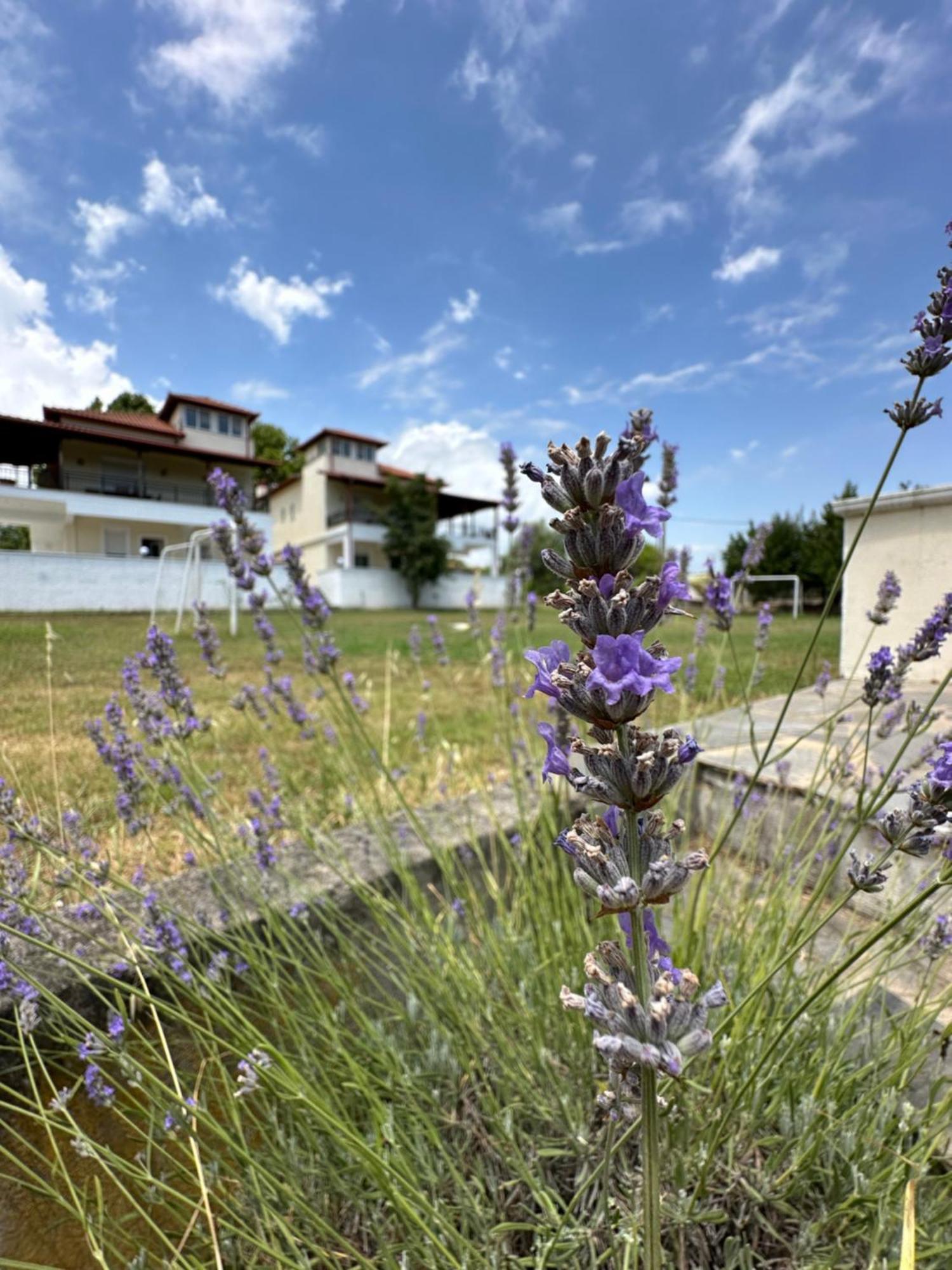 Dimeli 3 Apartment Litochoro